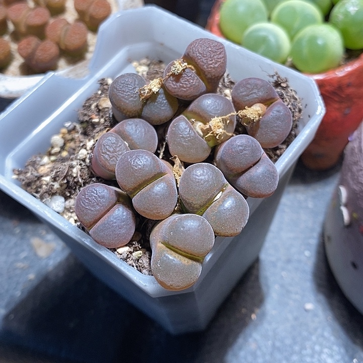 两颗黑玫瑰风铃。   