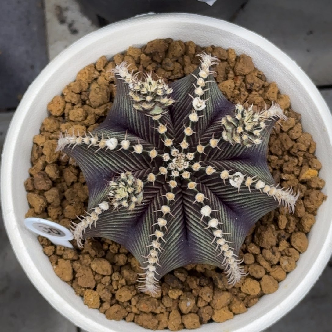 泰系实生密纹肋骨9r001
