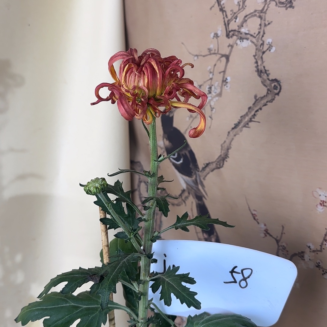 全部花朵J11111111