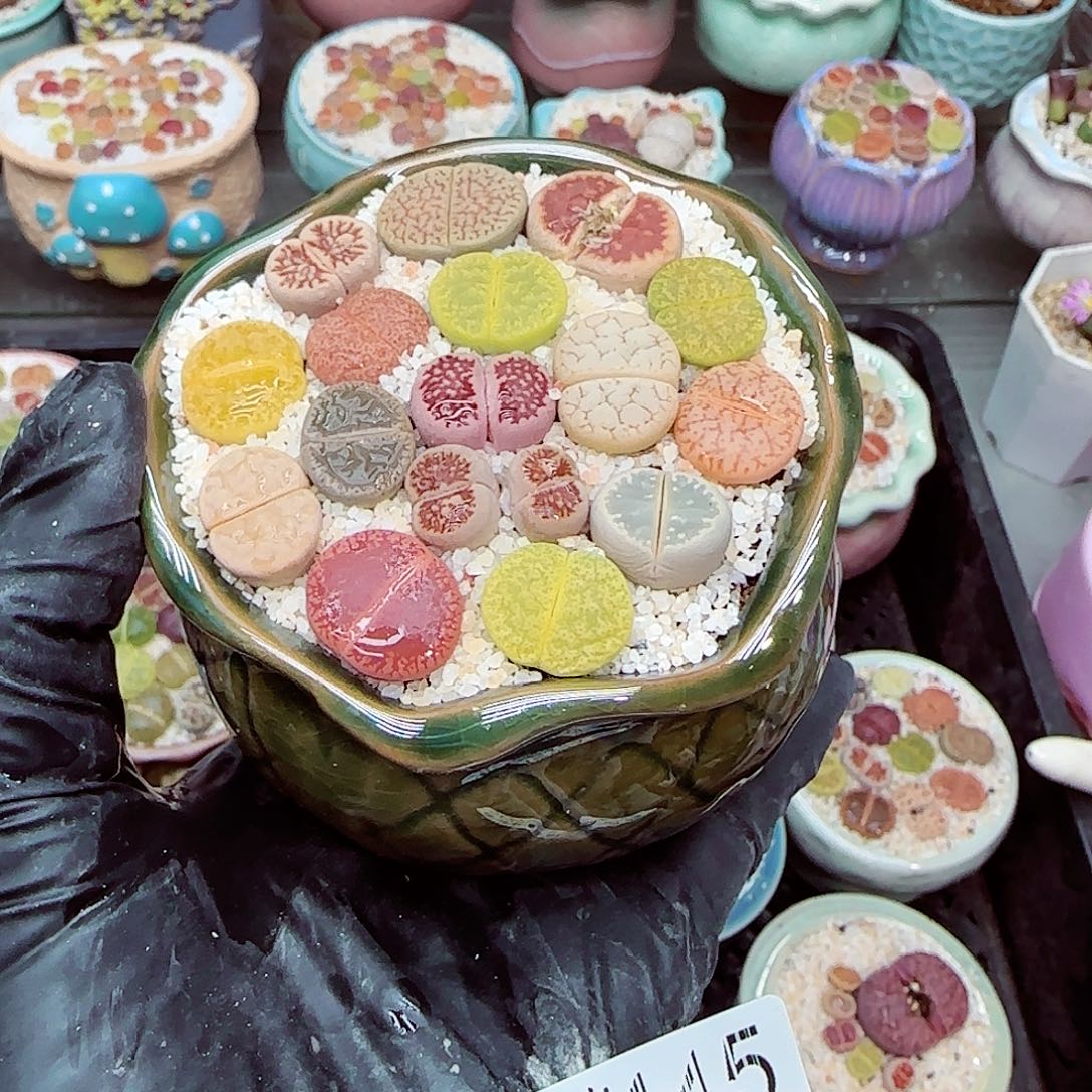 生石花满18包邮1212-145