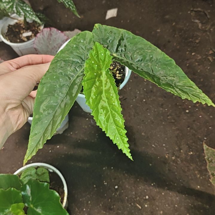 棱镜秋海棠一物一拍