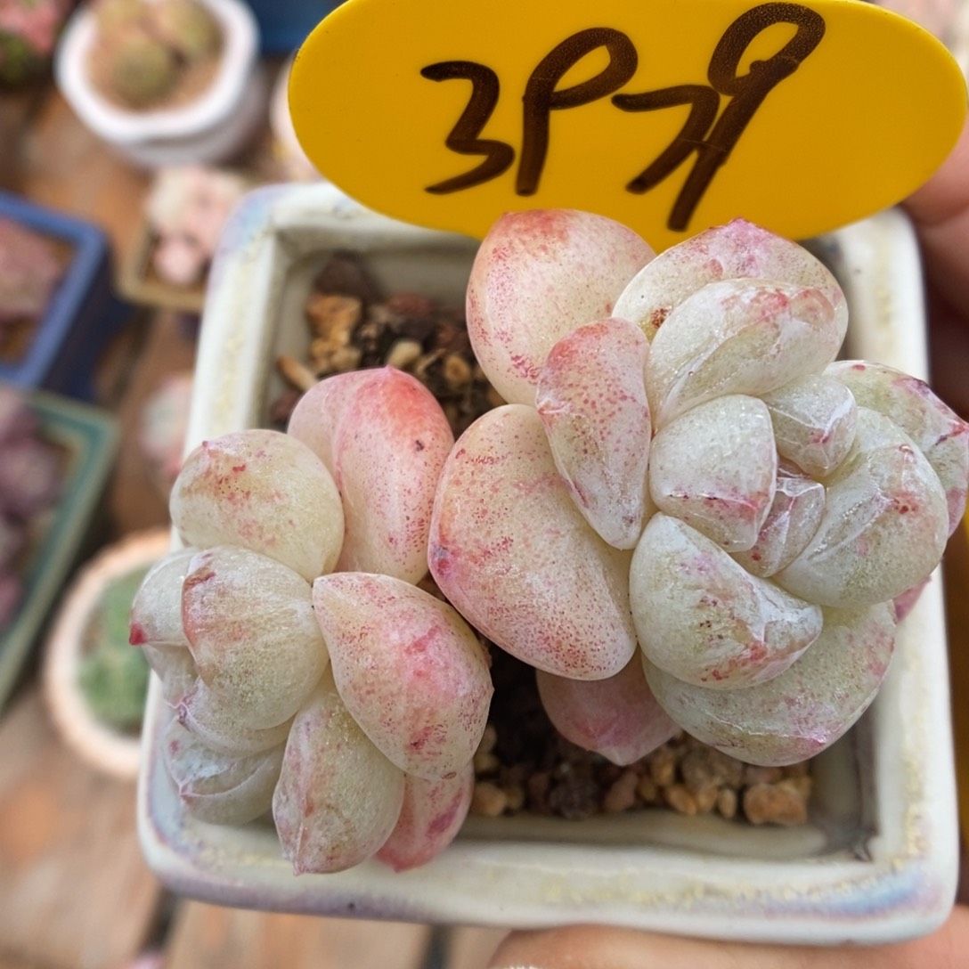 冰玉石化3979号。  