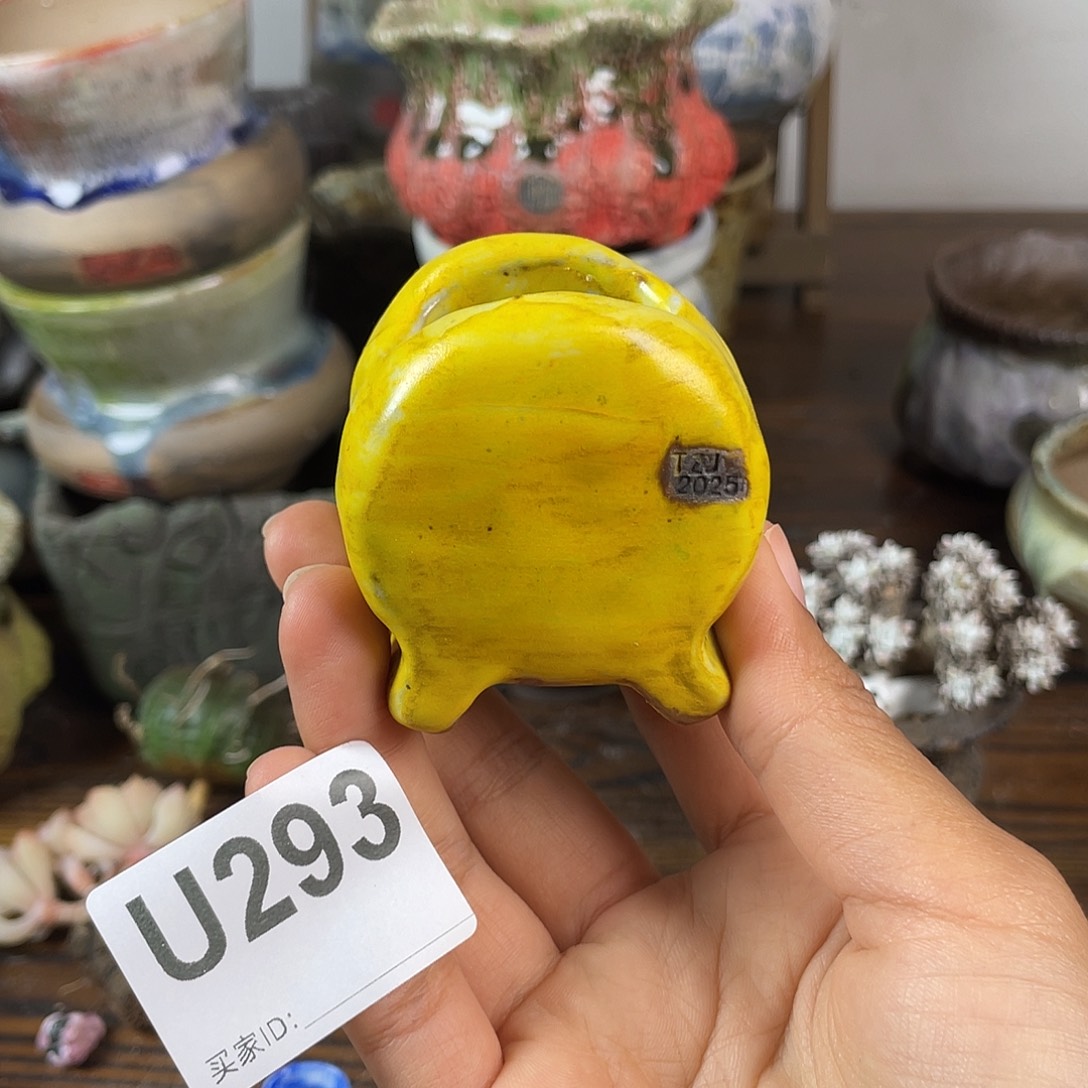 默认微次 跨年福利  坛子姐花盆