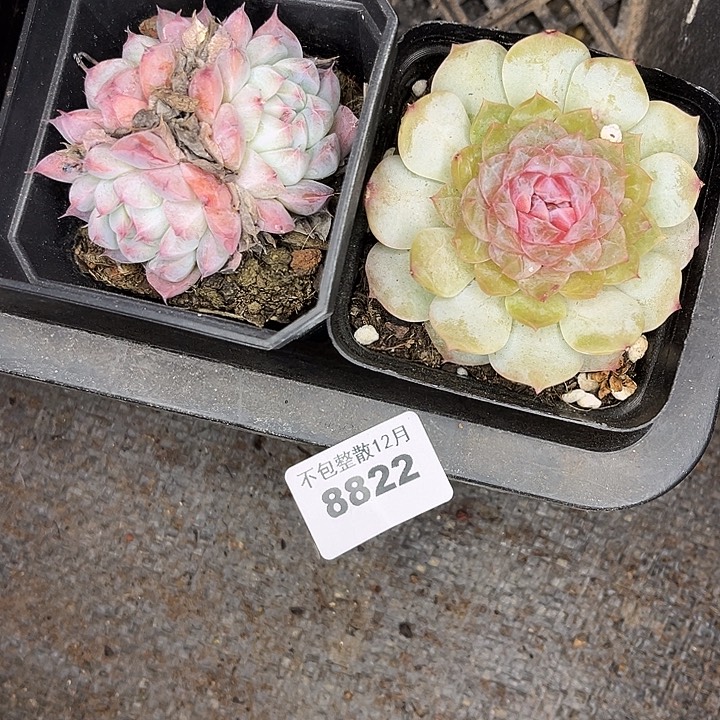 阿雅园艺。      8822两颗