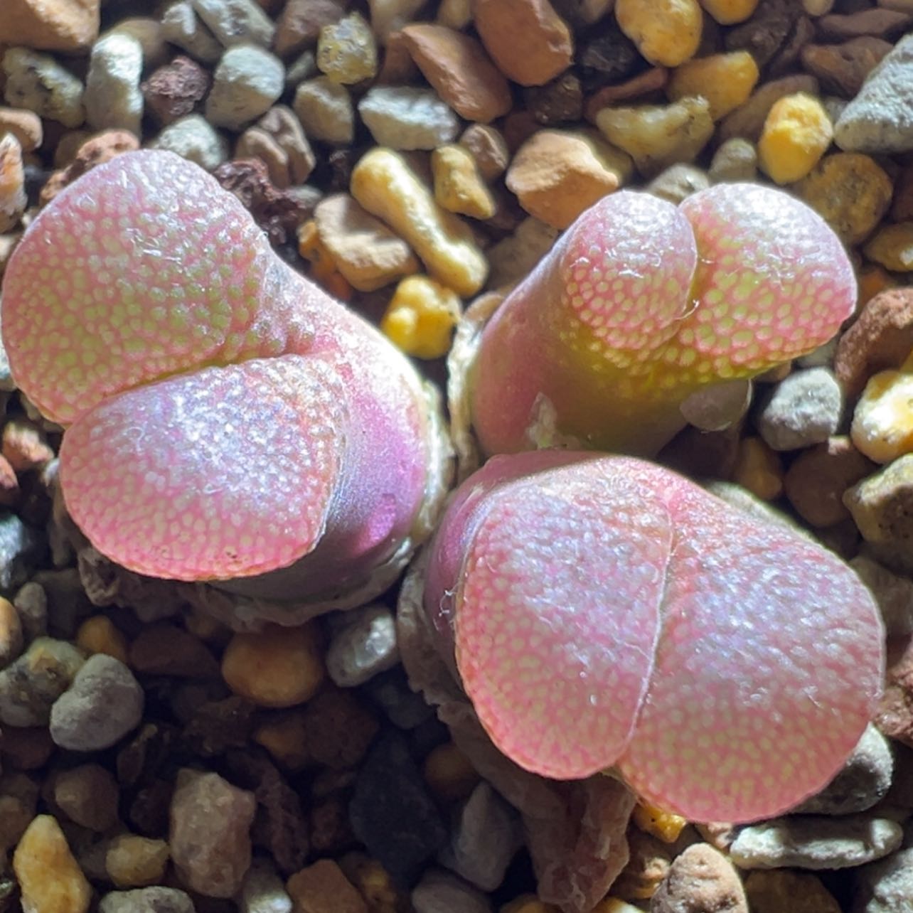 【闪购商品】特 日系原株