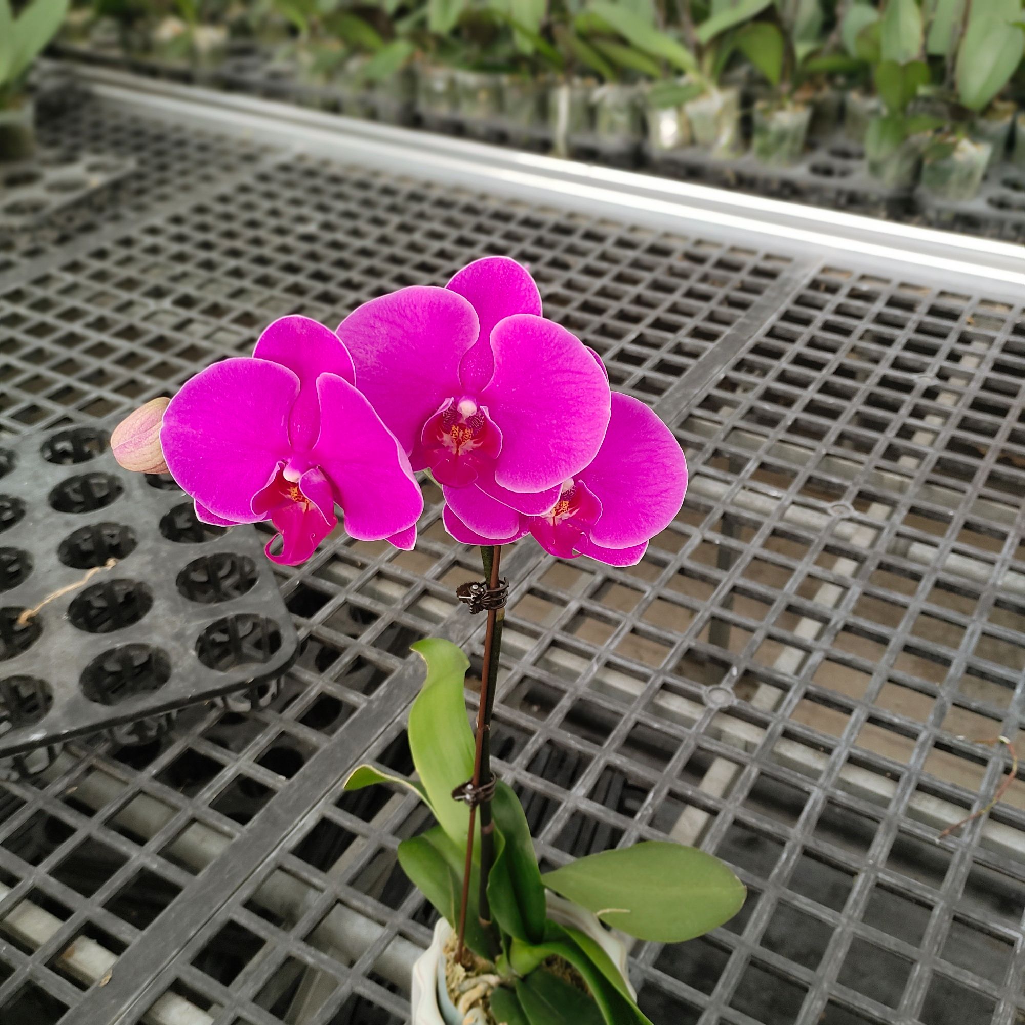成功优选 【红天使】蝴蝶兰精致花卉盆栽四季植物