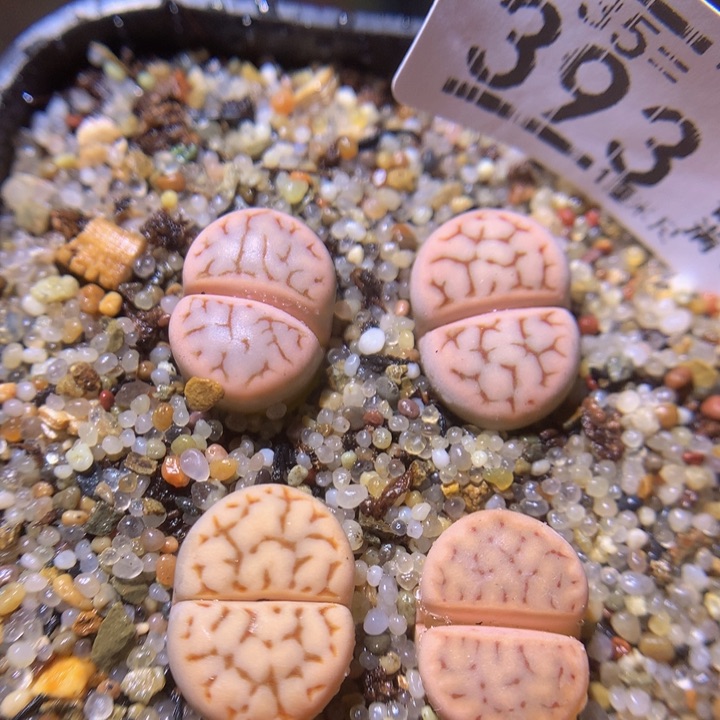 精品生石花35.393草莓花纹