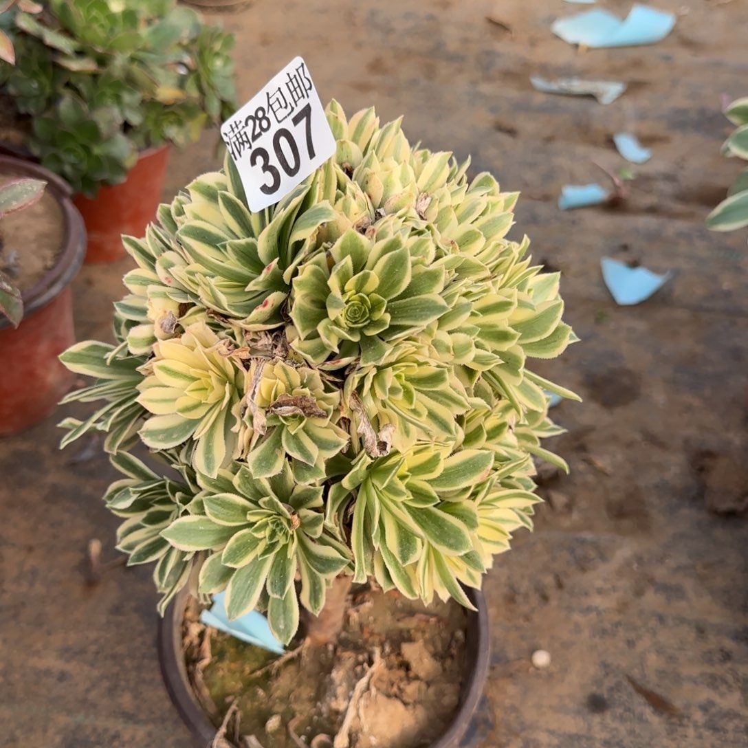 艳凝多肉307满28包邮断枝不包