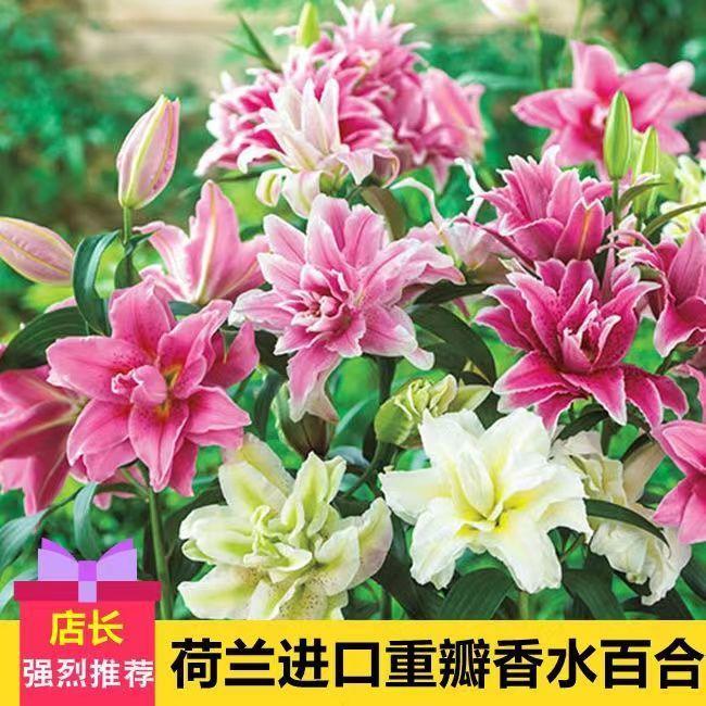【5颗】进口香水百合花种球盆栽地栽室内外庭院四季开花好养活阳台
