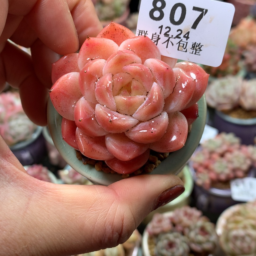 精控拇指盆12.24807