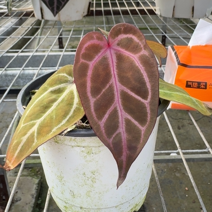 完全开放12号粉柠檬紫