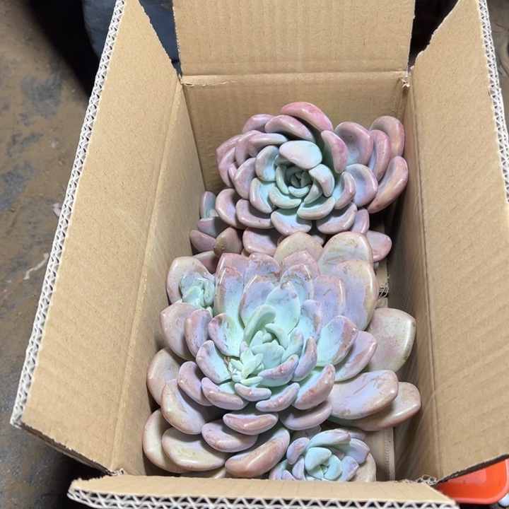 地栽瑕疵奥普琳娜2棵单头装箱（不售后）