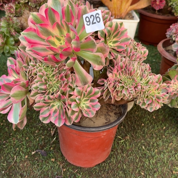 糖果女巫法师锦缀化微瑕926