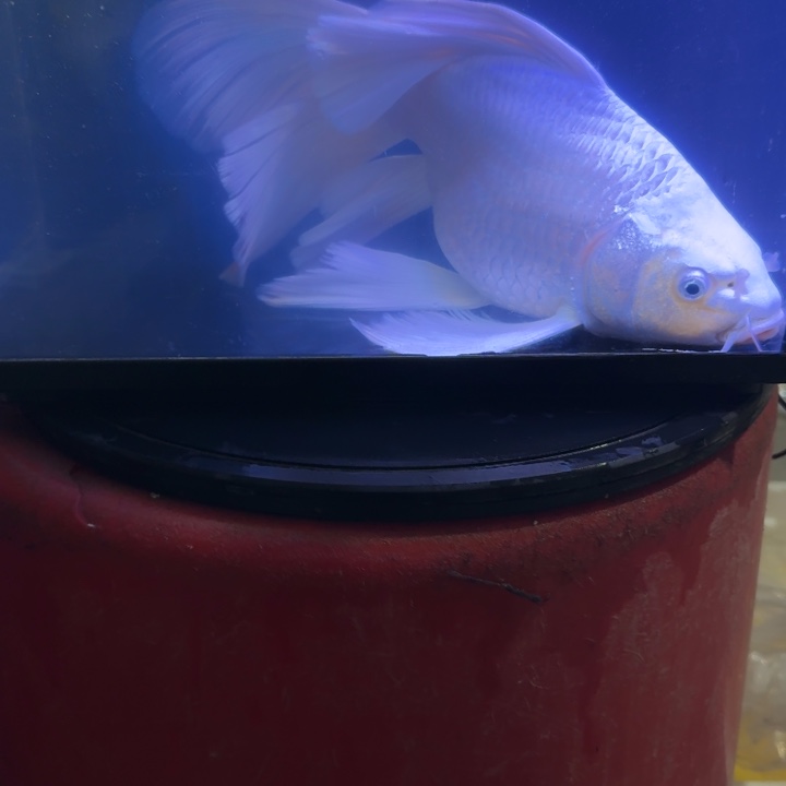 蝴蝶鲤鱼蝴蝶鲤158