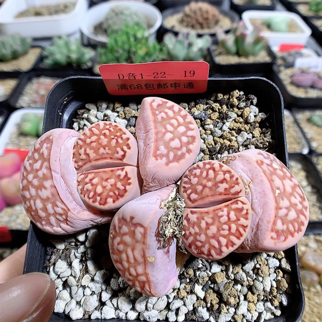 【闪购商品】1-22-19 fr109一颗 80