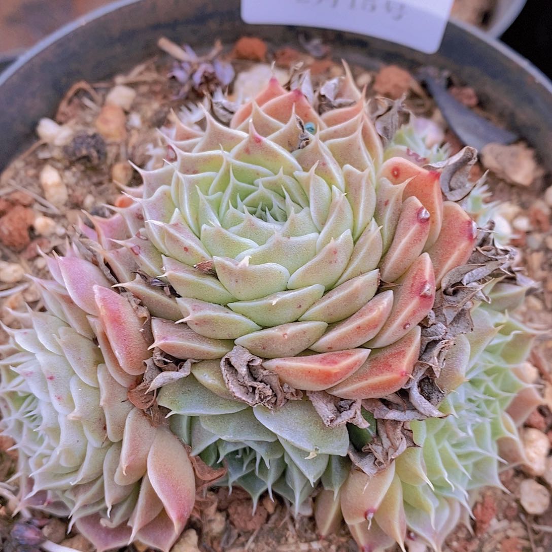 【闪购商品】云19号银星