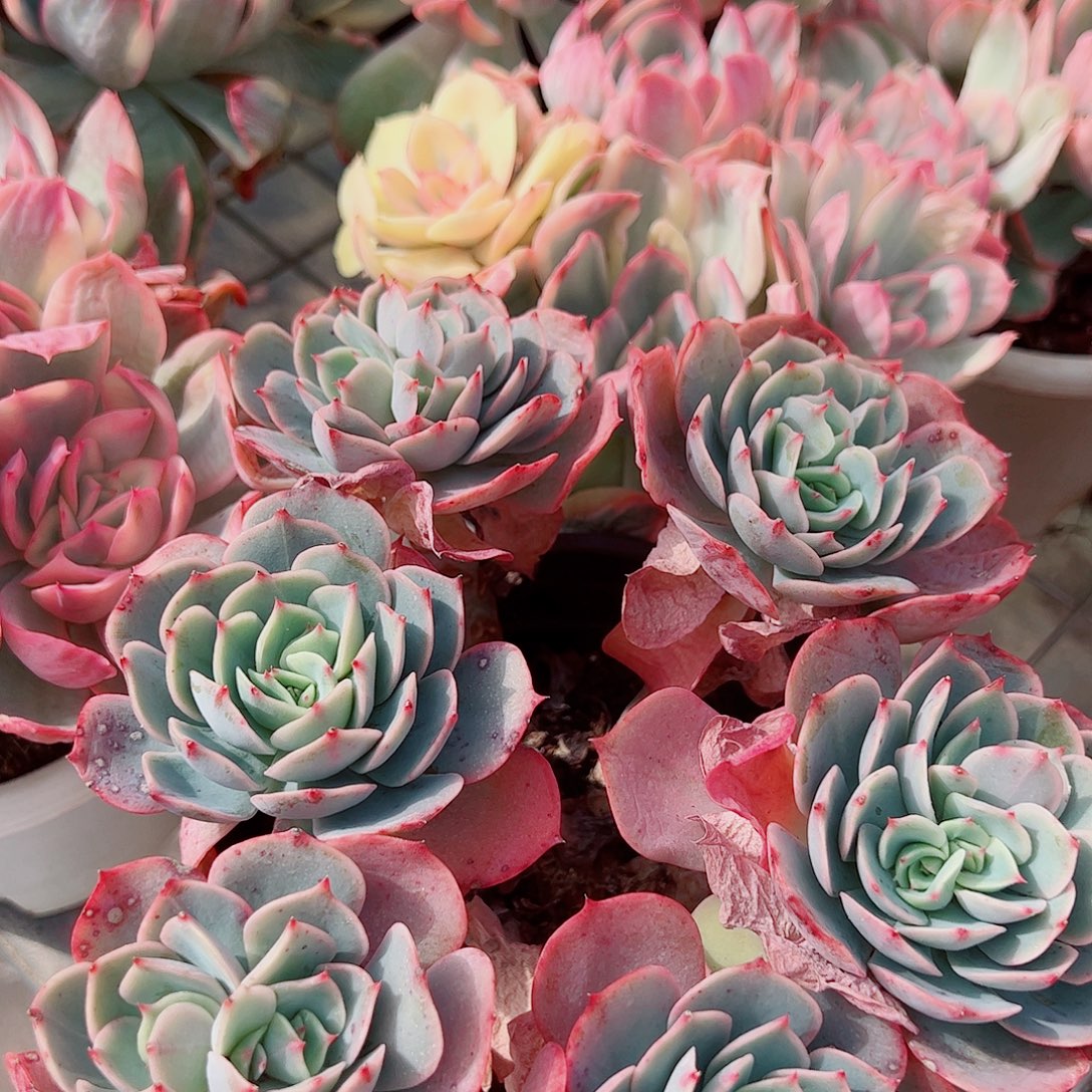 白雪公主多头群生老桩