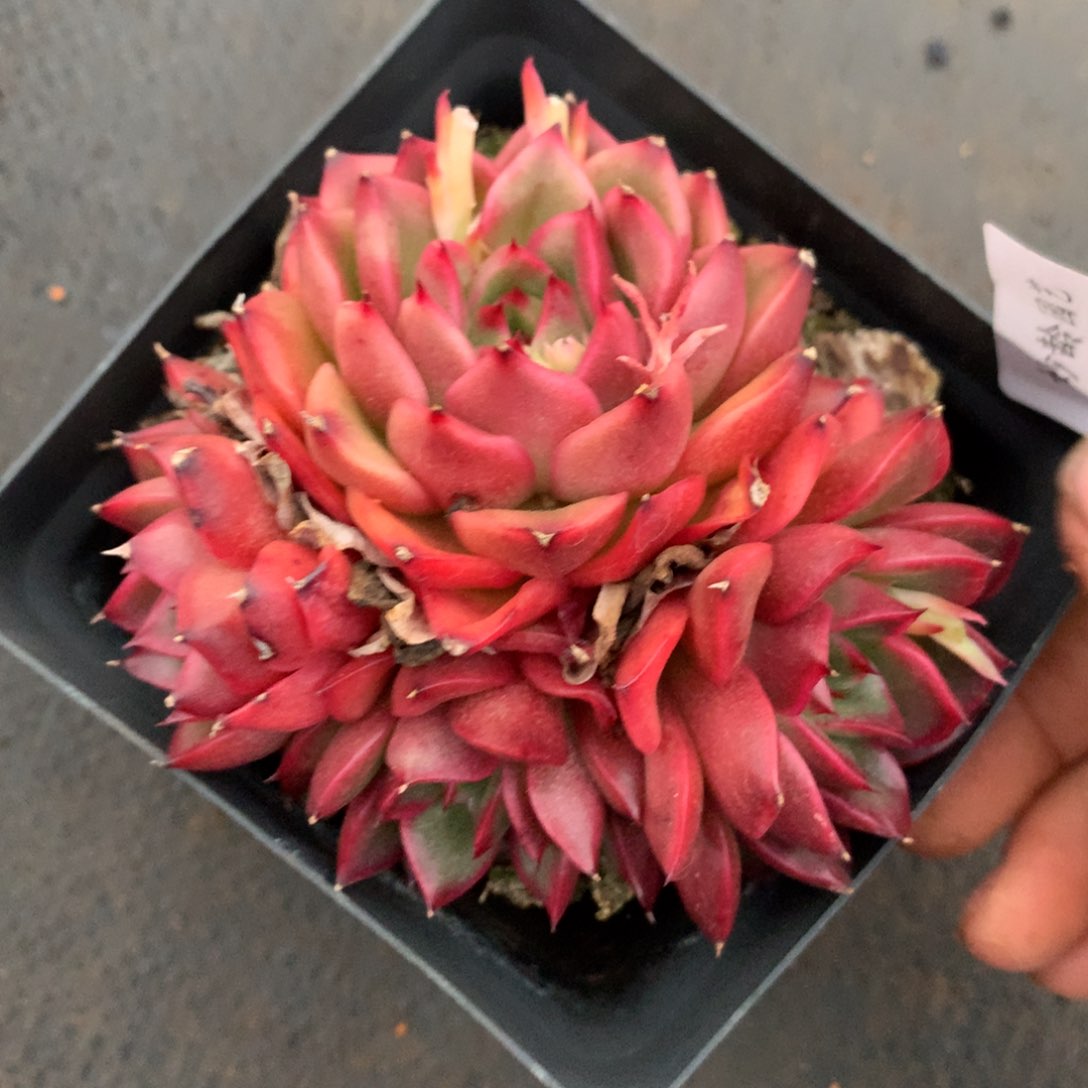 1680杂交精品基地9厘米