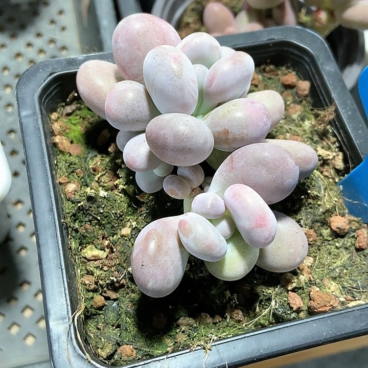 多肉植物861多肉