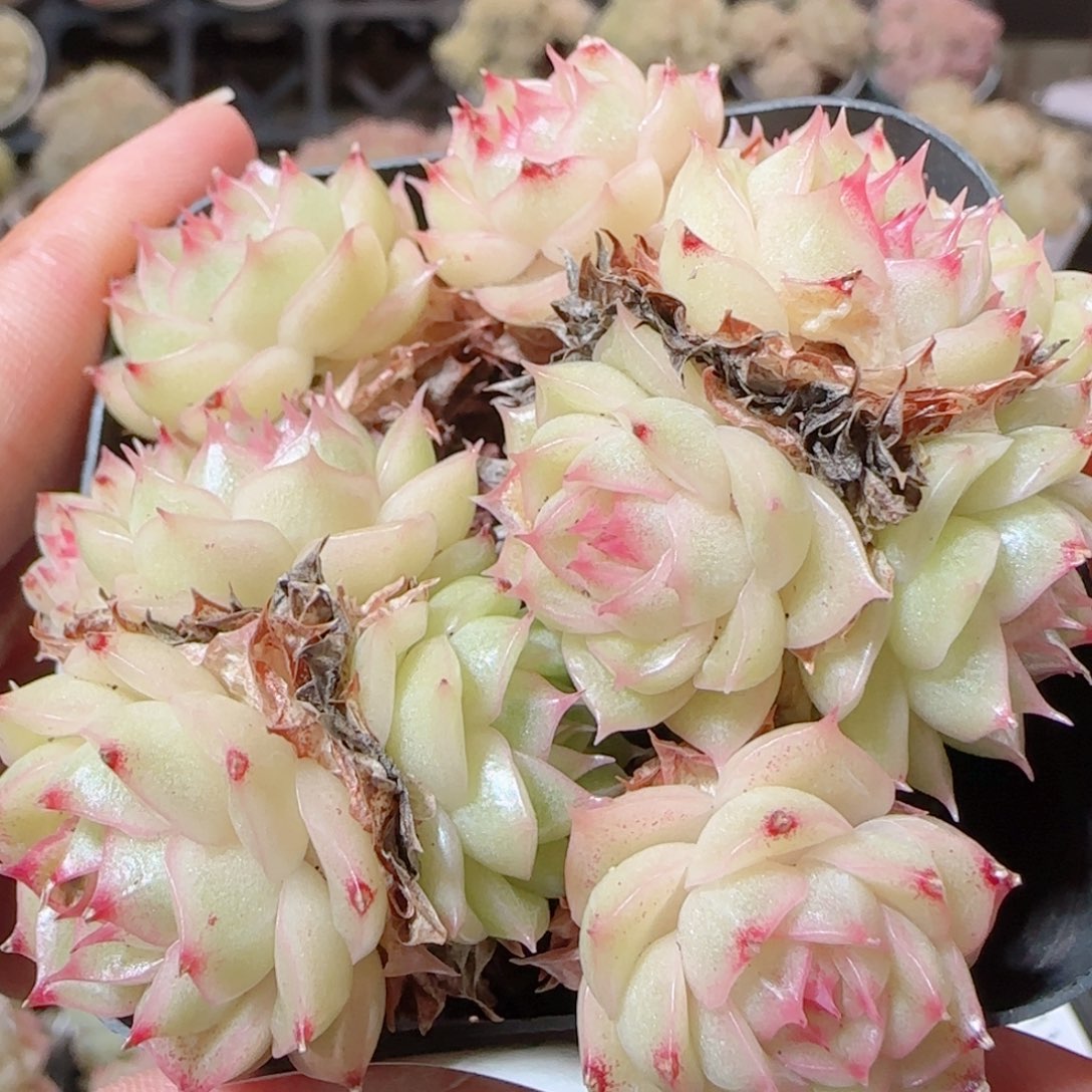 花语多肉1226-125散