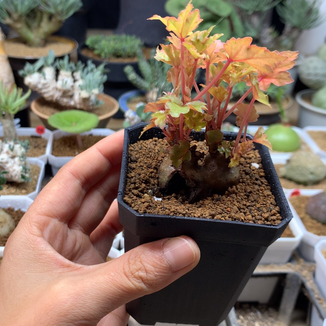 块根秋海棠带盆福利