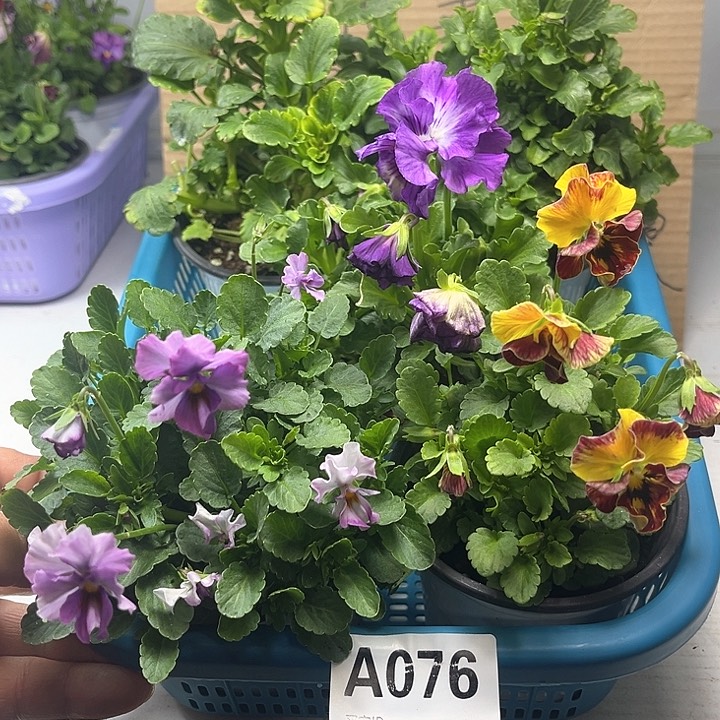 76号角堇清棚19.9米一筐