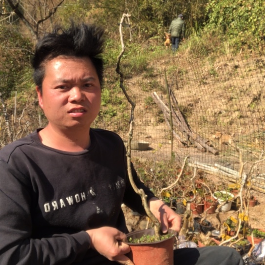 盆景素材盆栽绿植