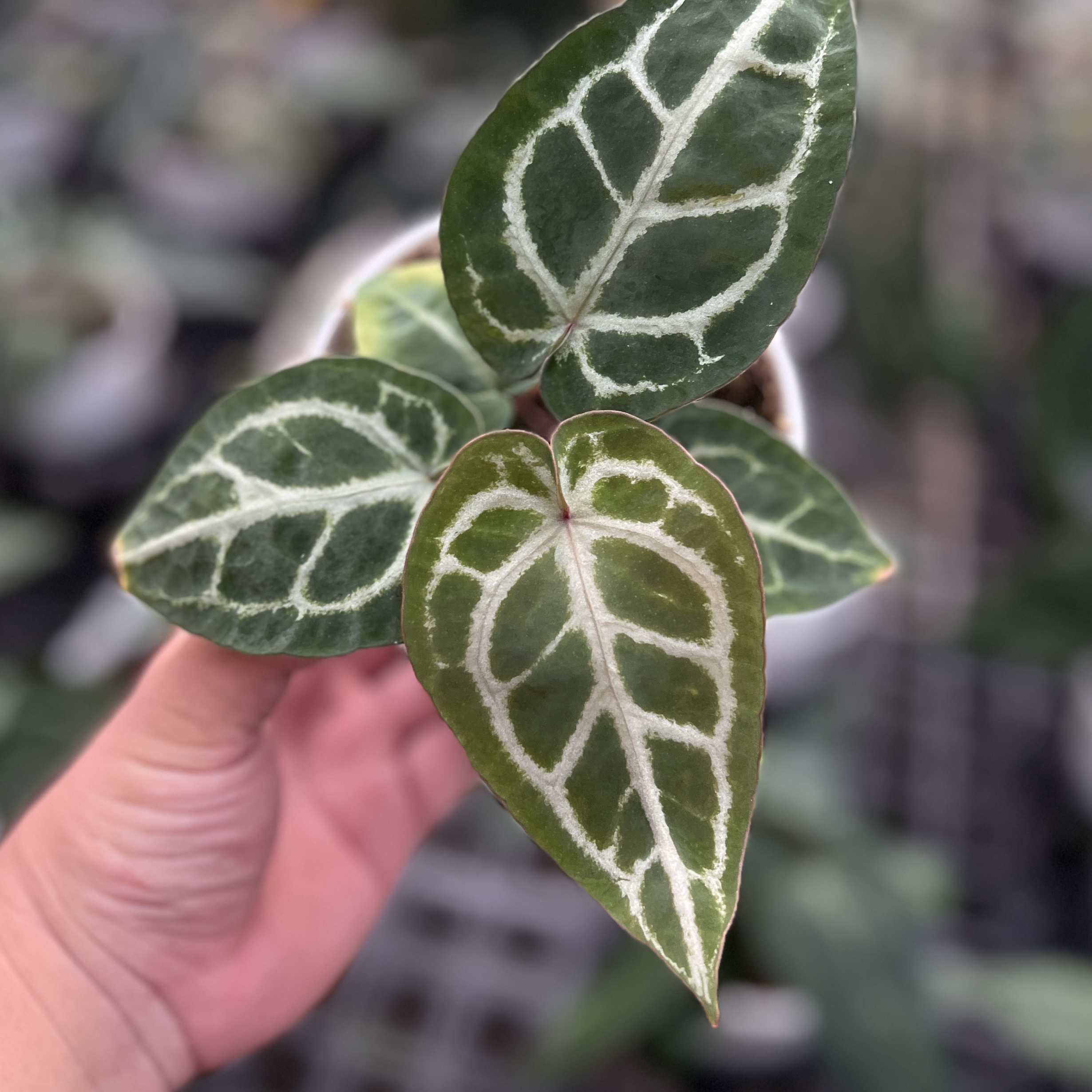 盲盒花烛福利 天南星科水晶花烛室内好养盆栽