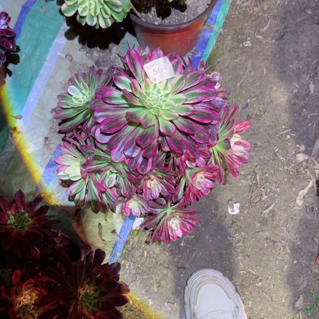 天合法师多肉564