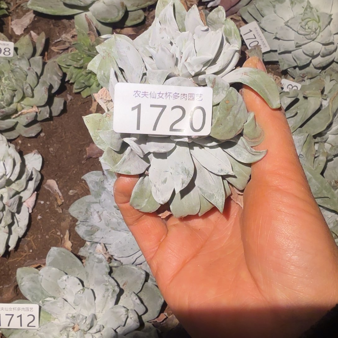 3代杂交仙女杯多肉福利瑕疵原种
