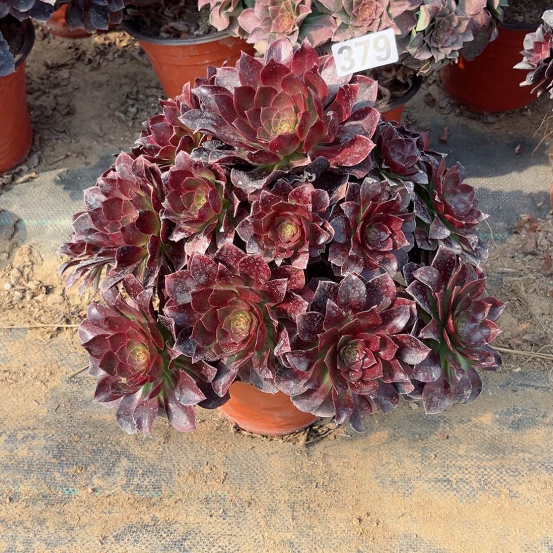 379炽焰莲多肉植物