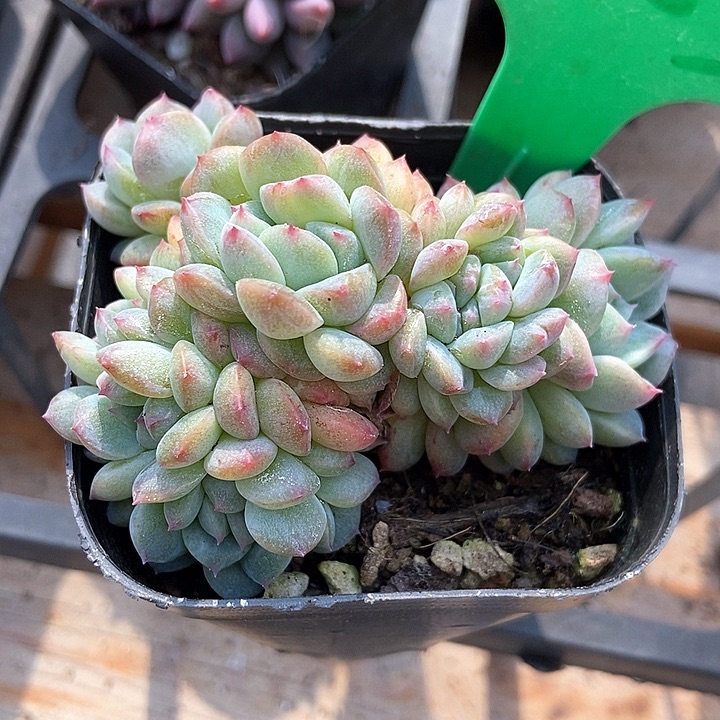 多饿了冰魄朵朵2053