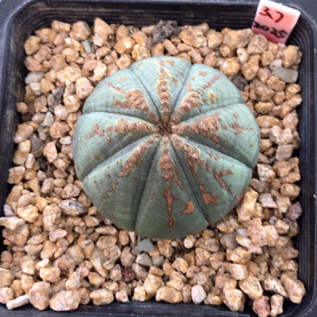 欧系实生布纹球一物一拍