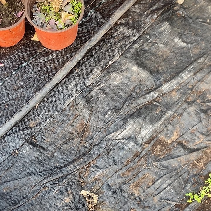 羽衣甘蓝种子1000左右