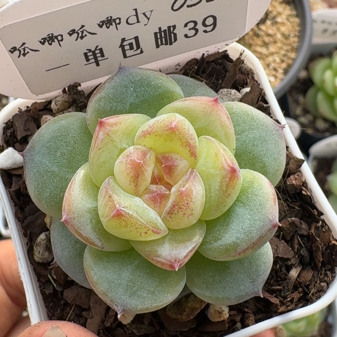 0327-039-混播单头