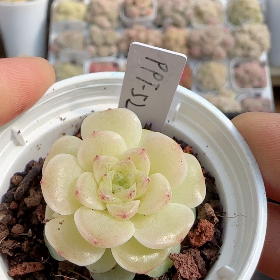 端**雪【闪购商品】0130-102（ppt-52）