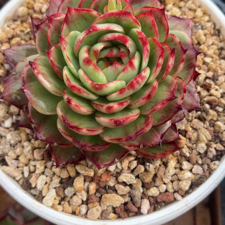 九***字多肉植物九月发货1111