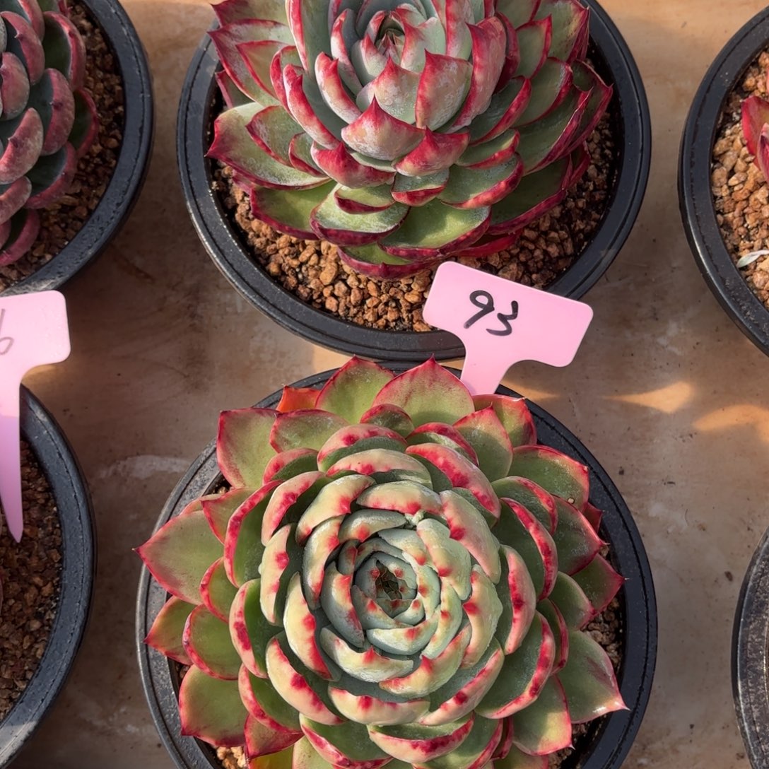 多肉惊鸿仙子 93号