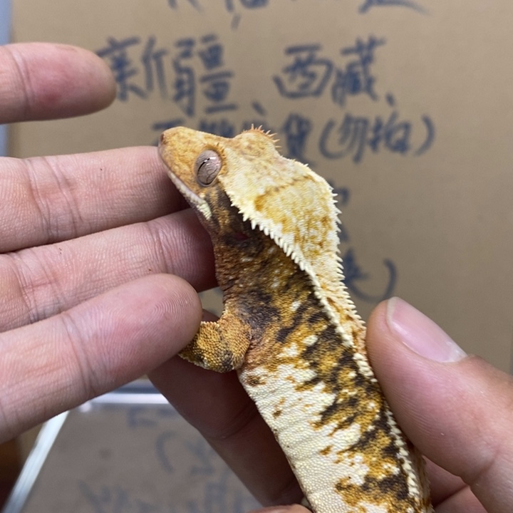睫角守宫12.1二十