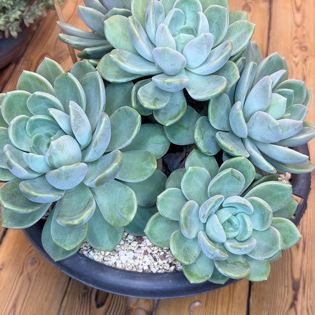 天***镜芒果冰大群，一物一拍