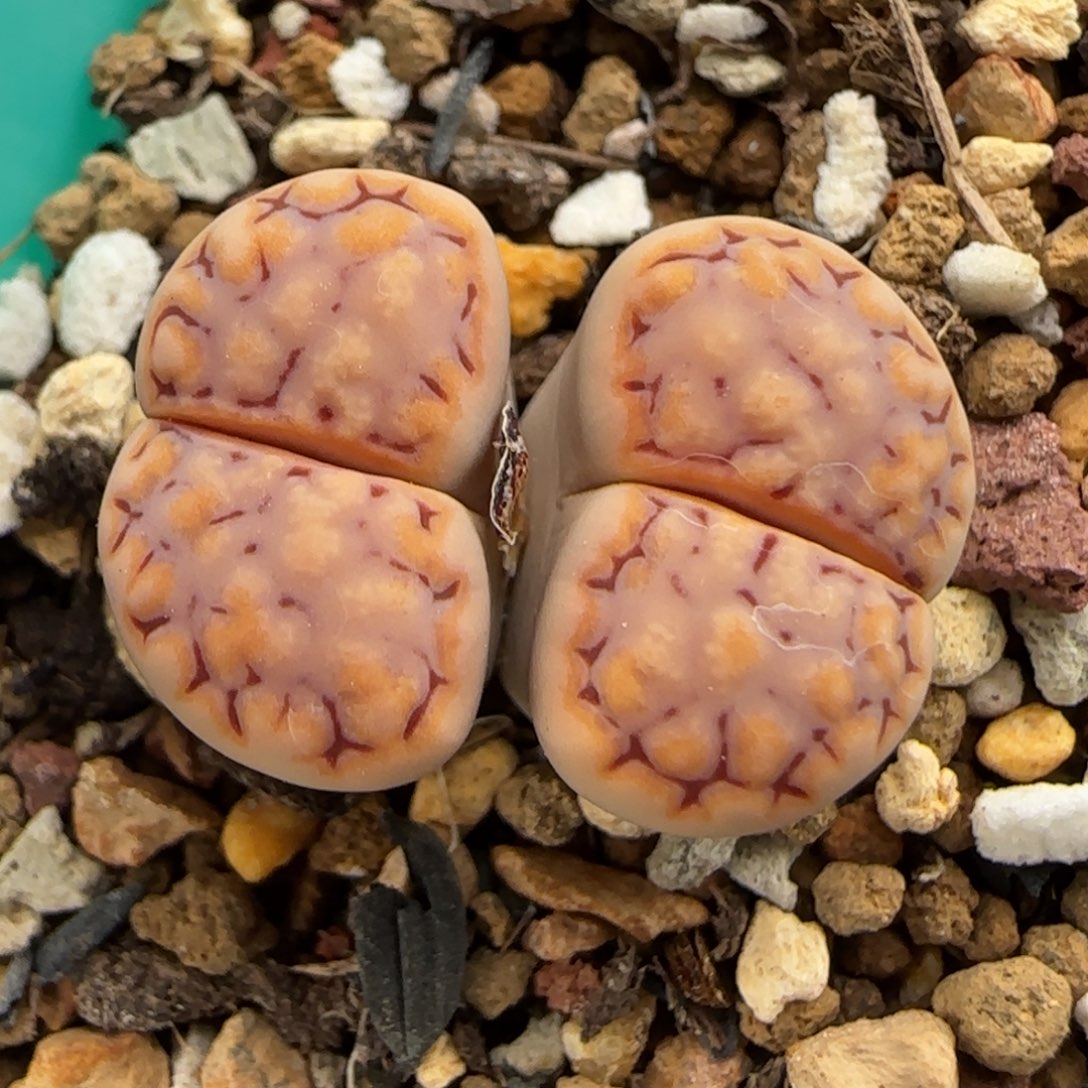 5.31。217饼干。9106