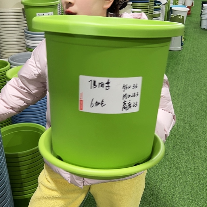 特价7号四季口33高33果绿2只带托