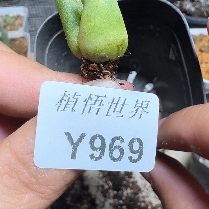 969盒多肉植物哇x d