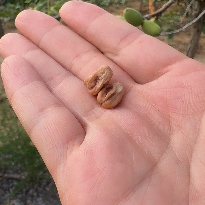 猴头核桃吊坠小蛤蟆头异型