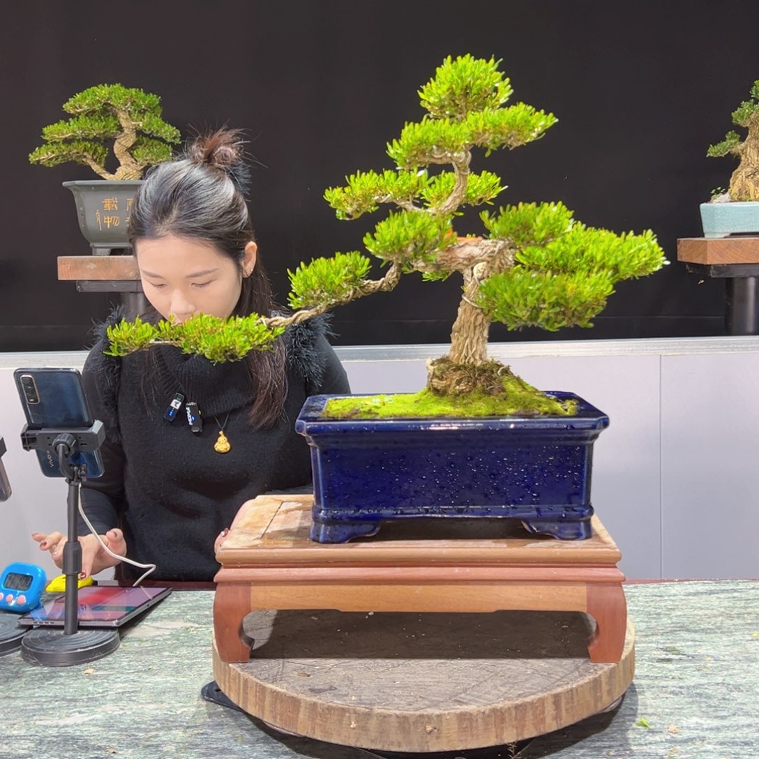 四季常青老桩黄杨盆景