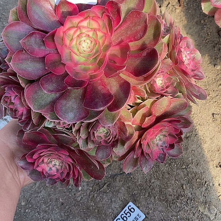 多肉植物火龙果775多肉