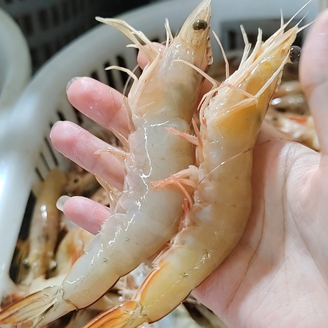 北海本港野生明虾 天然海捕 白虾 白对虾 斤