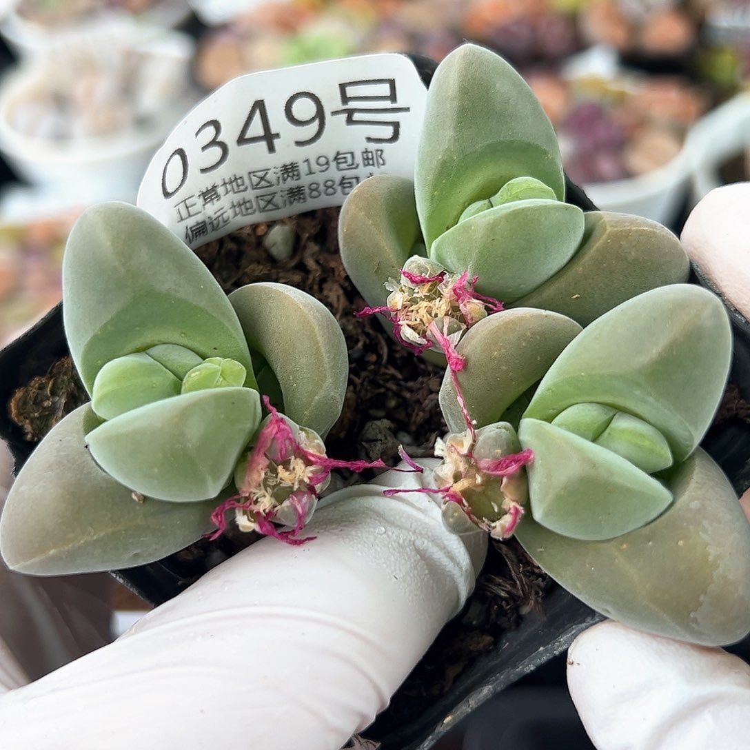 好养易活生石花大母本0349