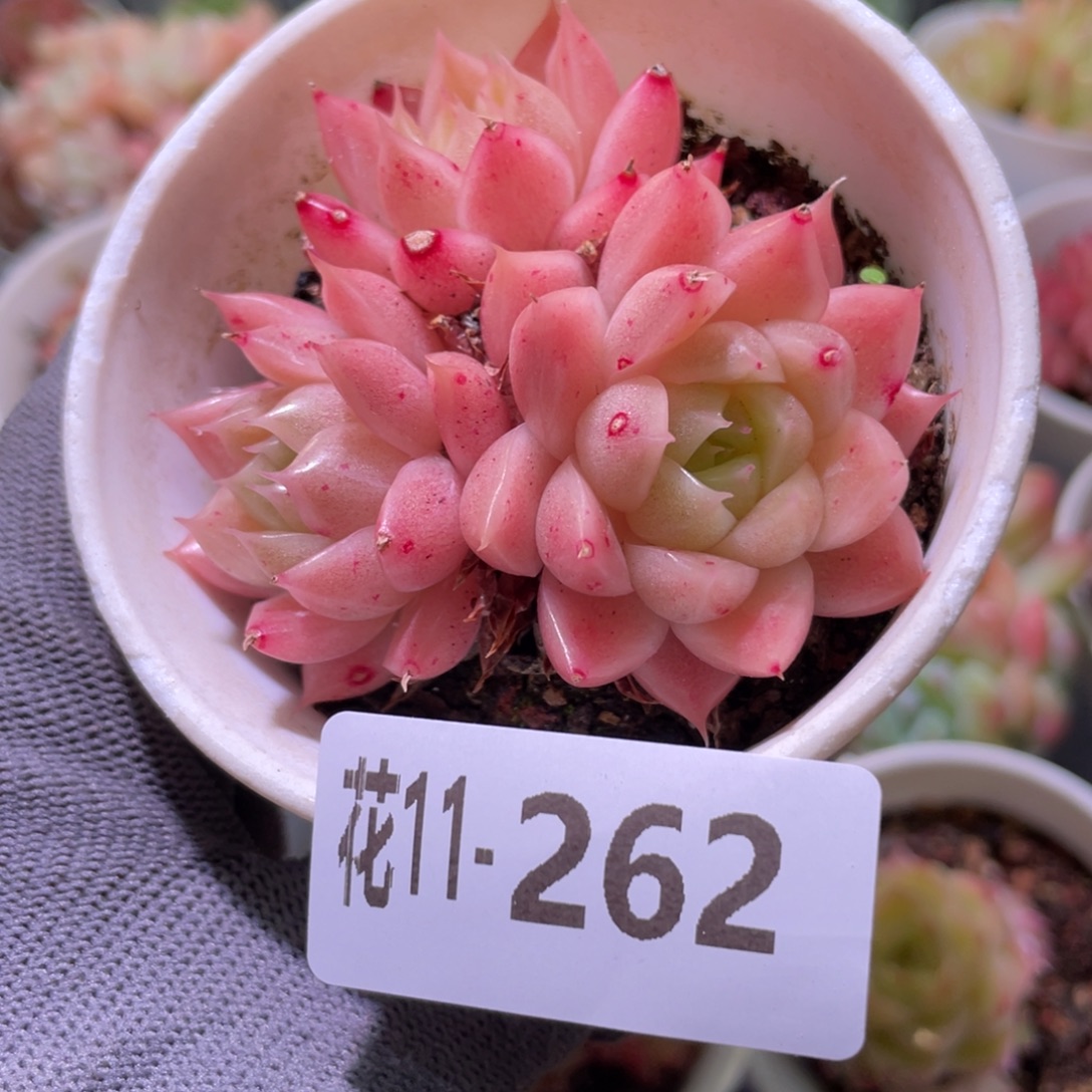 花利美11-262麦秆 