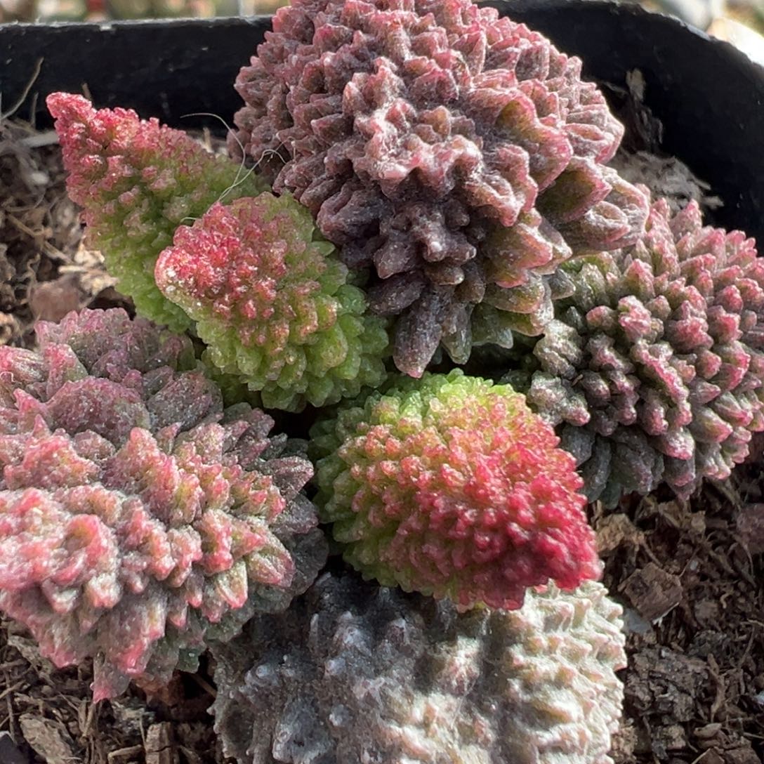 朱紫玉大苗多头多肉植物